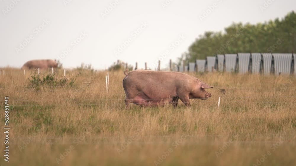 Happy Chewing Sow Walking on Grassy Field at Outdoors Organic Breeding Farm Happy Chewing Sow Walking on Grassy Field at Outdoors Organic Breeding Farm