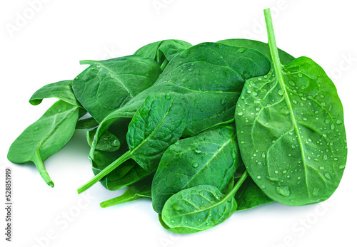 Spinach leaves isolated on white background. Fresh baby Spinatch with water drops close up