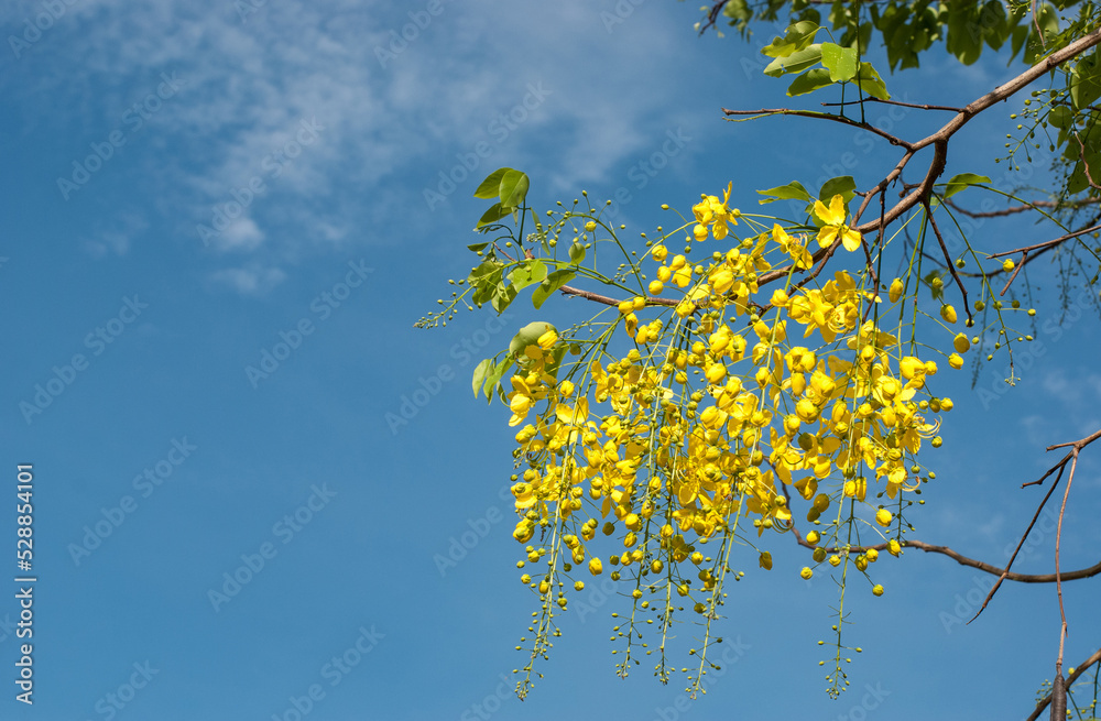 Yellow of the Cassia fistula flowers on tree contrasts with the bright colors of the sky. Yellow of the Cassia fistula flowers on tree contrasts with the bright colors of the sky.