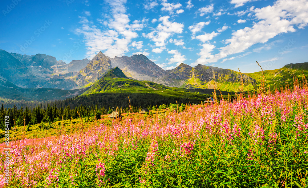 Tatra National Park in Poland. Tatra mountains panorama, Poland colorful flowers and cottages in Gasienicowa valley (Hala Gasienicowa) Hiking in nature landscape - obrazy, fototapety, plakaty 