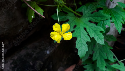 Yellow flower of Bitter Cucumber  Bitter Gourd  Carilla Fruit with Green leaf. Bitter melon flower. 