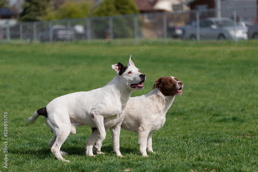 Two well behaved trained socialized dogs standing at attention at a dog park waiting for a command