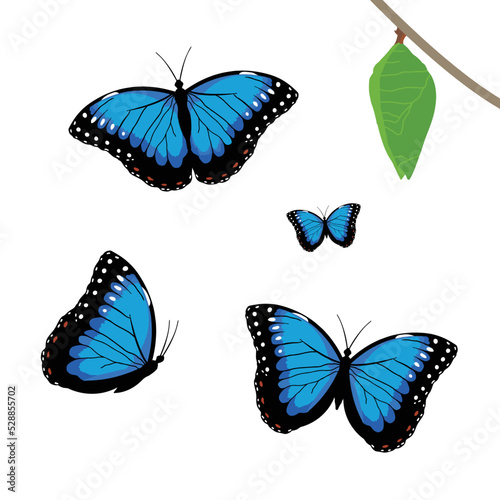 Wallpaper Mural VECTORS. Blue morpho butterflies and cocoon. Found mostly in South America, Mexico, Costa Rica, and Central America Torontodigital.ca