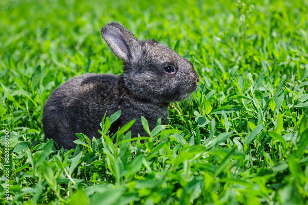 Little gray rabbit on the green lawn Little gray rabbit on the green lawn