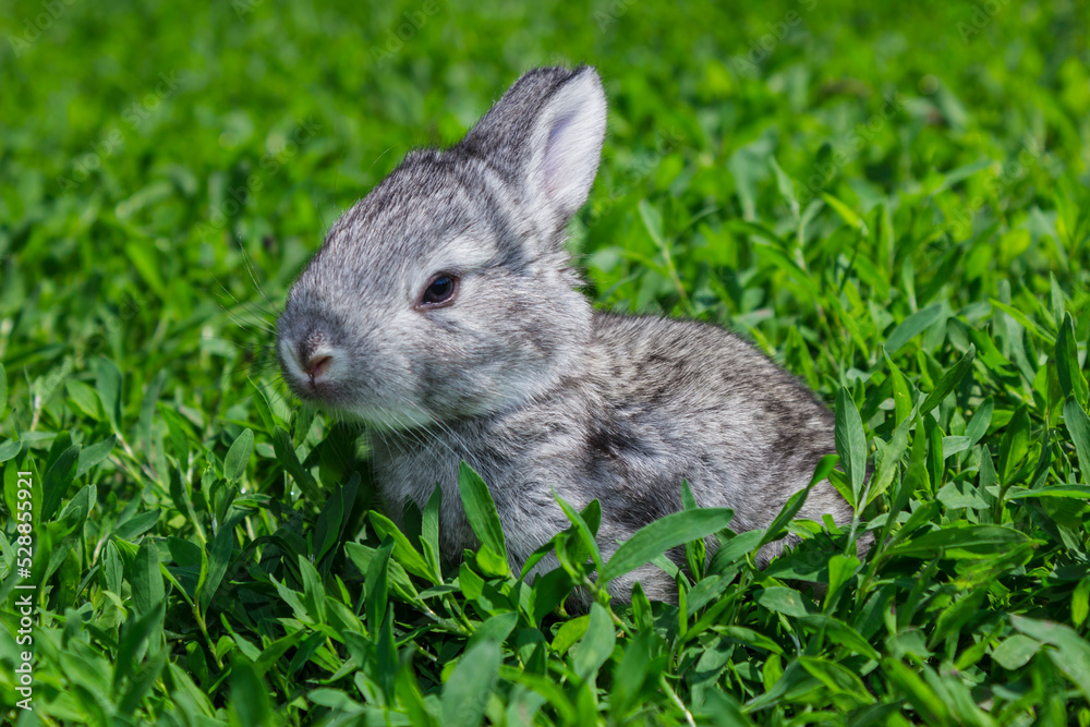 Little gray rabbit on the green lawn Little gray rabbit on the green lawn