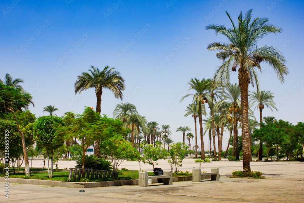 Palm trees on the beach