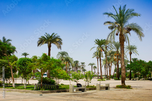 Palm trees on the beach © Oleg Zhukov