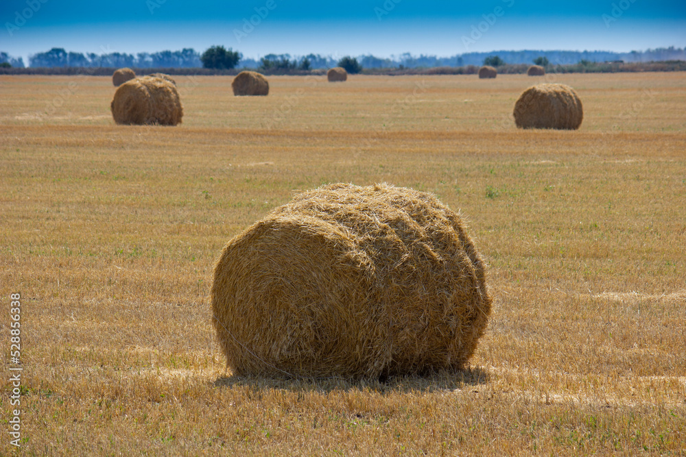 The rolls of straw in the summer