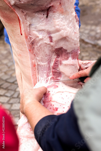 Traditonal Home pig kill in the Czech Republic. Pig hanging upside down. Close up of raw pork meat being cut