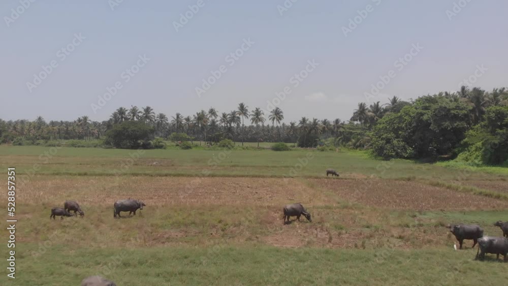 Drone flying towards the palms through crowded bulls and cows in an open field at a resort in Goa, India. 4K Drone flying towards the palms through crowded bulls and cows in an open field at a resort in Goa, India. 4K