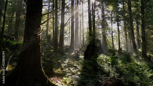 Aerial shot moving through forest towards the morning sun.