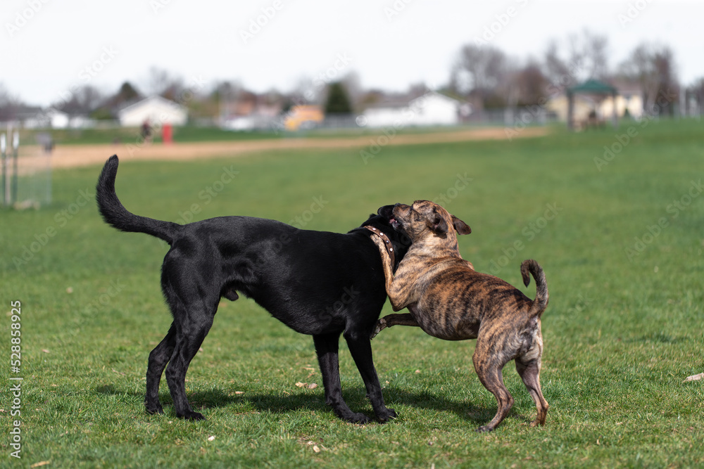 Two dogs black lab mix and Tennessee treeing brindle dog fighting and being aggressive playing aggressively off leash at a dog park Two dogs black lab mix and Tennessee treeing brindle dog fighting and being aggressive playing aggressively off leash at a dog park