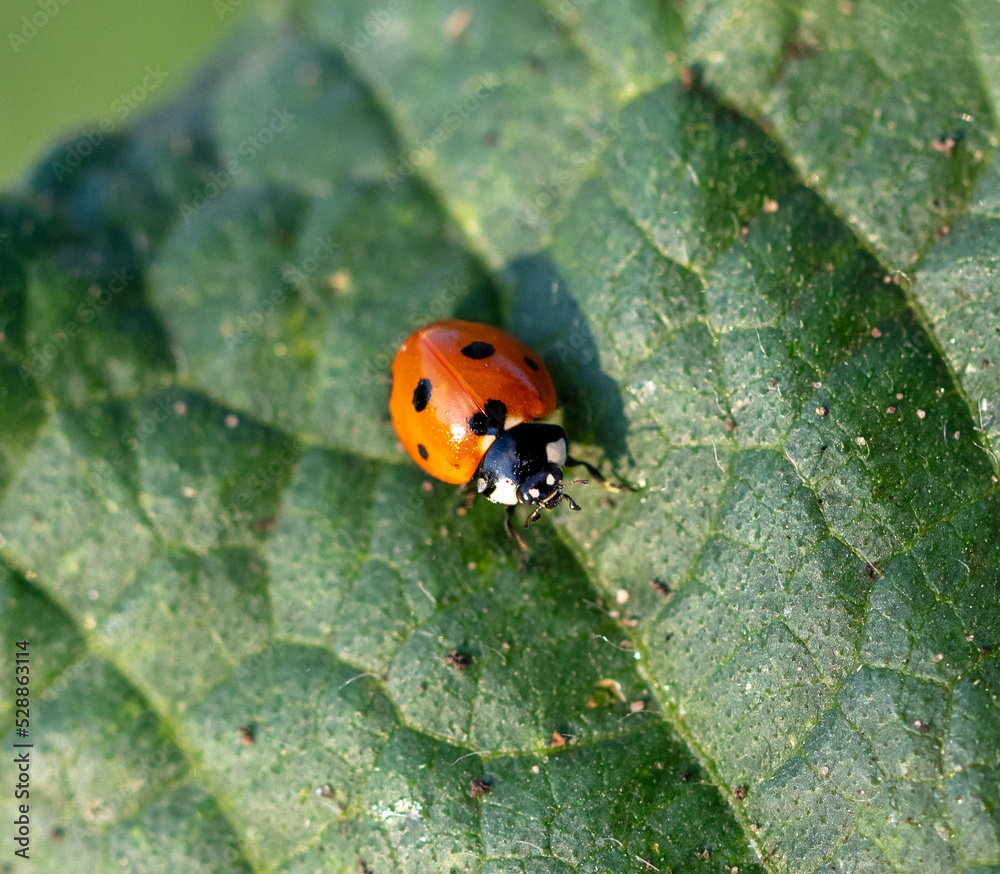 Ladybug on a green potato leaf.