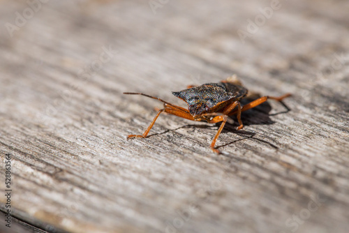 Close-up brown bed bug on a gray old board. 