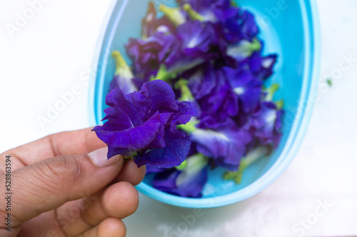 Asian pigeonwings or Butterfly pea flower or Blue pea or Clitoria ternatea L. Natural blue color. For making Thai Style Butterfly Pea Flower Juice photo