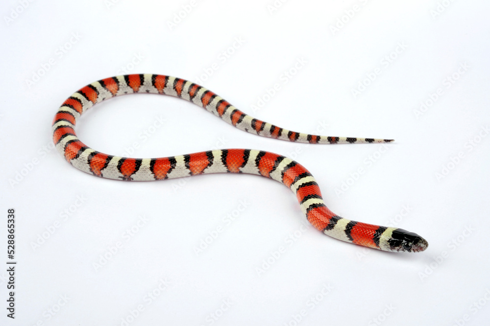 Naklejka premium Central Plains Milksnake, Western Milk Snake // Westliche Milchnatter (Lampropeltis gentilis / Lampropeltis triangulum gentilis)