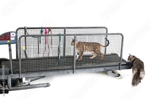 Картината върху платно treadmill for cat in studio