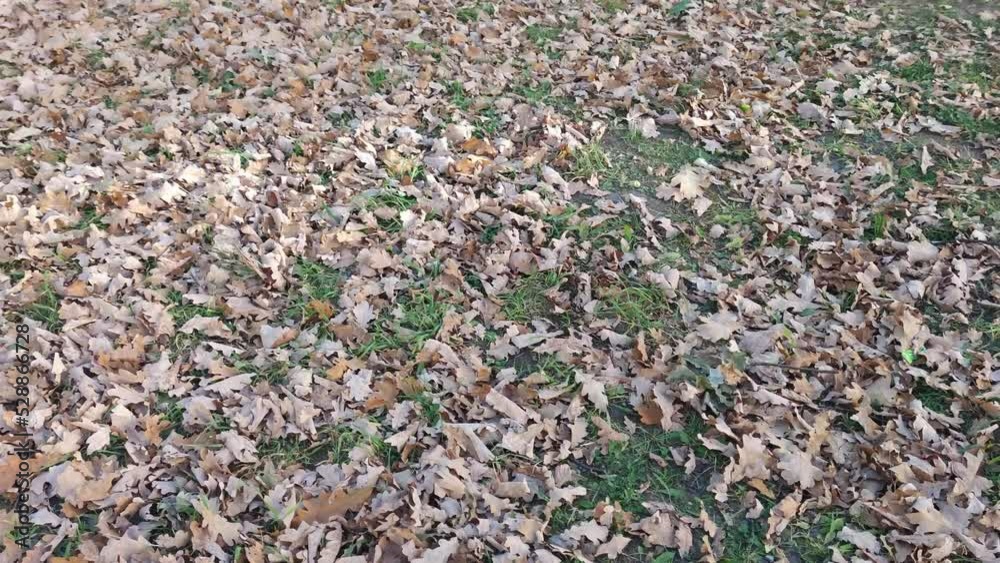Fallen oak leaves. On the ground on a green lawn with short grass lie light and dark brown fallen leaves of a tree. A lot of leaves have fallen; they cover the ground with an almost continuous carpet. Fallen oak leaves. On the ground on a green lawn with short grass lie light and dark brown fallen leaves of a tree. A lot of leaves have fallen; they cover the ground with an almost continuous carpet.