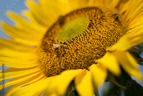 sunflower covered in bees