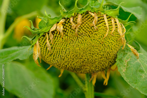 A large single sunflower seed head closeup finished blooming with sunflower field and trees in the background in autumn.