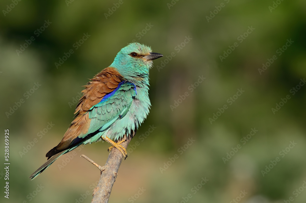 European Roller perched on branch. European Roller perched on branch.