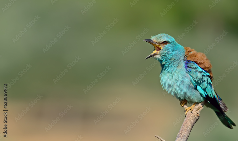 European Roller perched on branch.