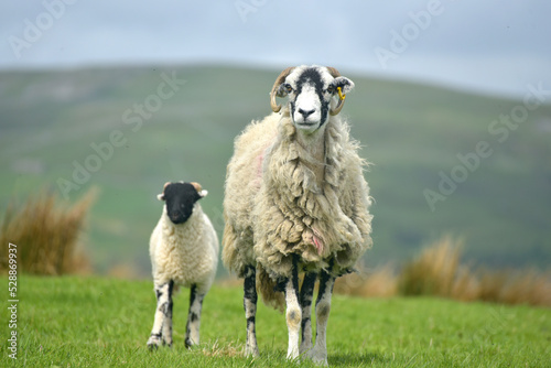 Sheep by cowhouse in Swaledale, Yorkshire Dales