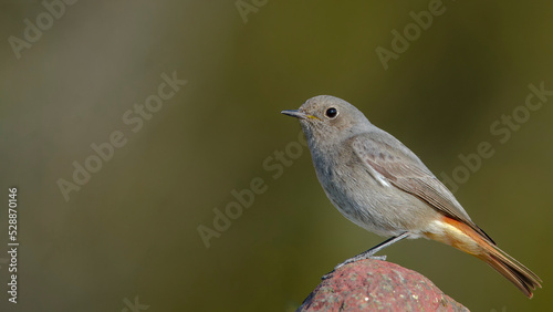 Black Redstart is on the stone.