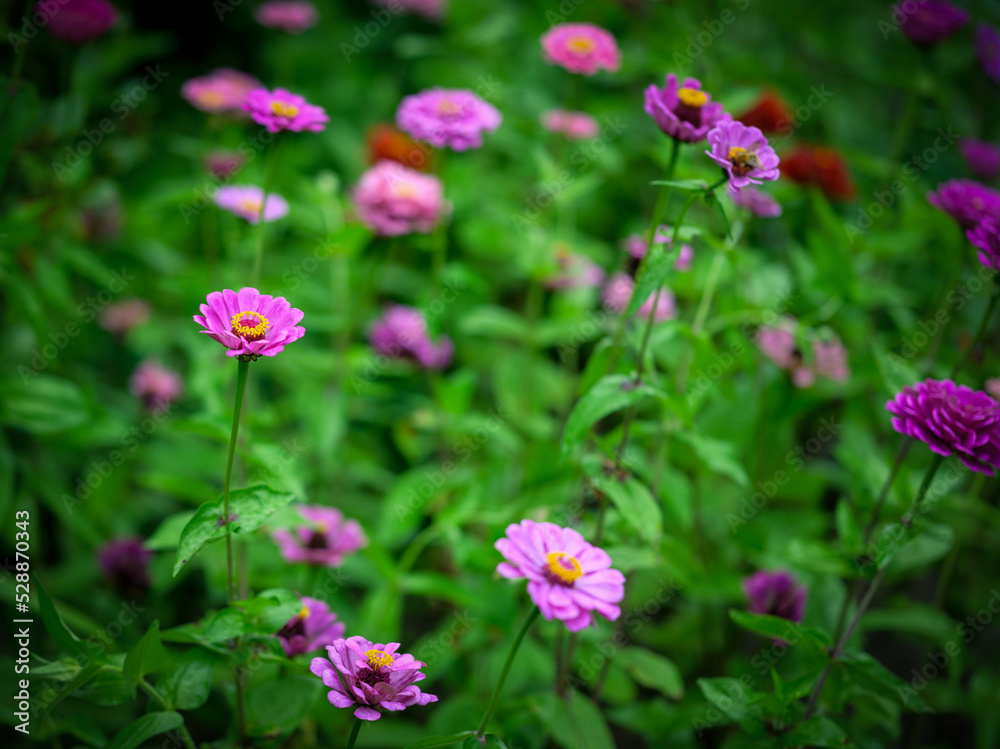 Flowers of Zinnia in the garden. Selective focus with shallow depth of field. Flowers of Zinnia in the garden. Selective focus with shallow depth of field.
