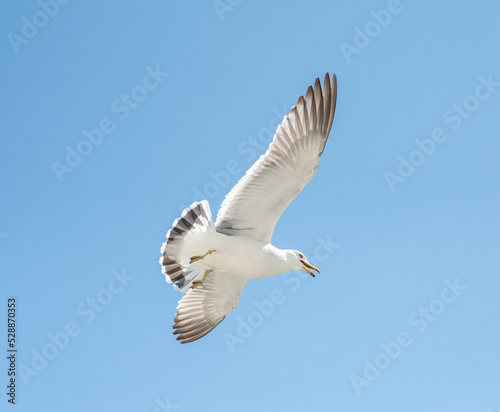 Flying seagull over blue sky.