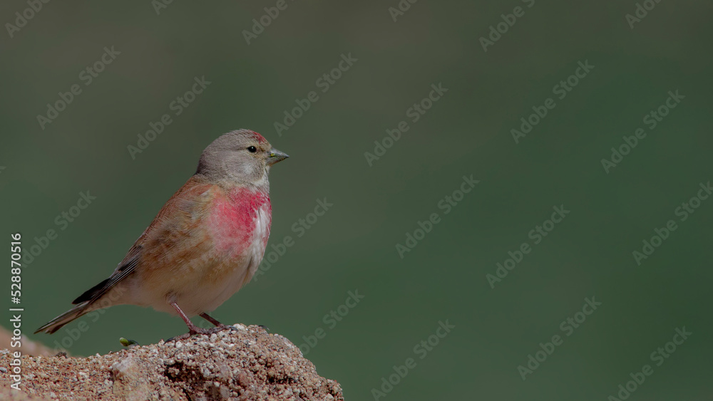 Foto Common Linnet is in stone.