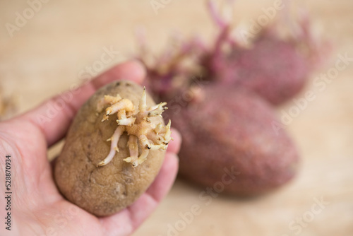 Sprouted potatoes on wooden board, closeup on the roots