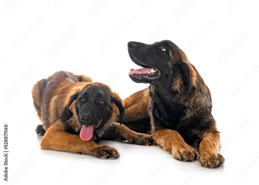 puppies Leonberger in studio