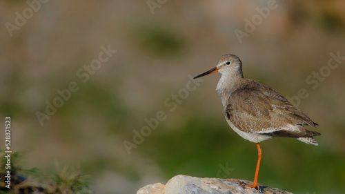 Common Redshank is in stone.