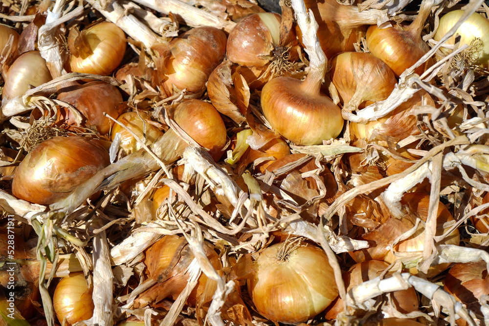 Agricultural background, a pile of beautiful bulb onions
Agricultural background, a pile of beautiful bulb onions