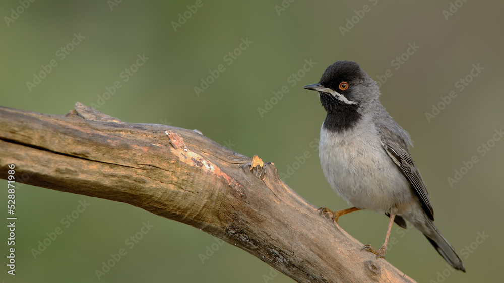 Rüppell`s Warbler perched on a branch. Rüppell`s Warbler perched on a branch.