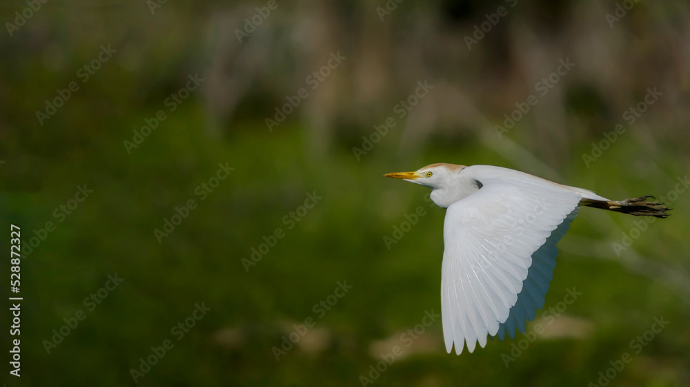 Western Cattle Egret is flying.