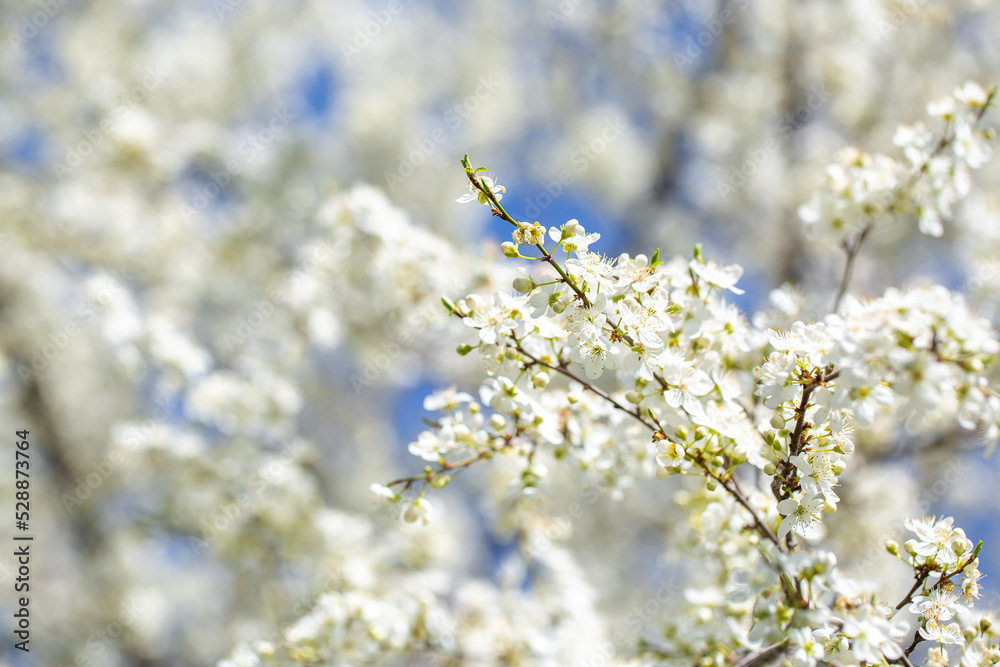 White flowers bloom in the trees. Spring landscape with blooming sakura tree. Beautiful blooming garden on a sunny day. Copy space for text. White flowers bloom in the trees. Spring landscape with blooming sakura tree. Beautiful blooming garden on a sunny day. Copy space for text.
