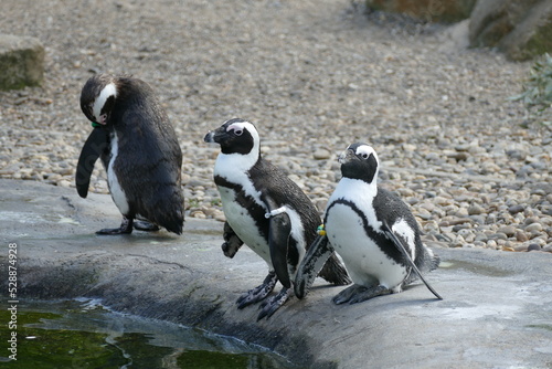 The African penguin Spheniscus demersus Cape penguin South African penguin