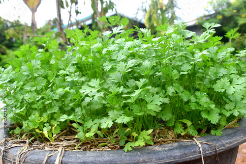 Beautiful young coriander plants in a pot, growing organic vegetables in the garden at home in Thailand.