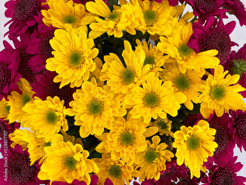 Bright yellow and dark mauve chrysanthemum flowers bunch top view closeup. Colorful natural background.