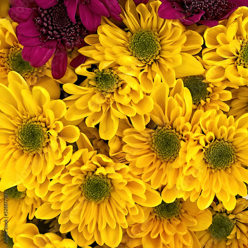 Bright yellow and dark mauve chrysanthemum flowers bunch top view closeup. Colorful natural background.