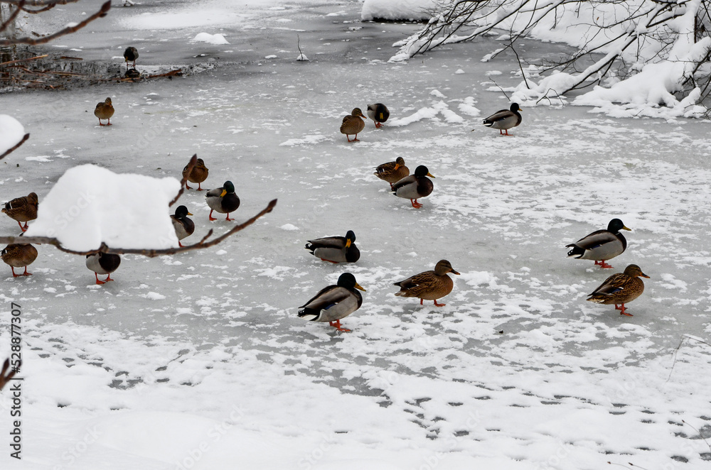 Fototapeta premium Ducks on the frozen river in winter park