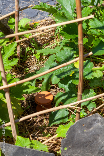 Arrosage au potager - gros plan sur un réservoir d'eau poreux en terre-cuite enterré entre de jeunes plants de légumes dans une rangée du potager familial photo