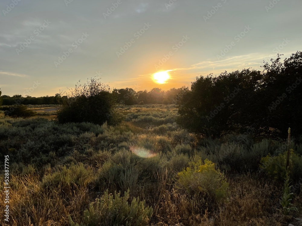 Obraz premium sunset in the field