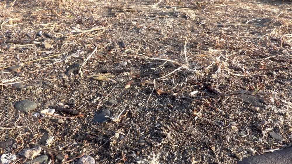 An ant colony transfers eggs from an old anthill to a new nest An ant colony transfers eggs from an old anthill to a new nest