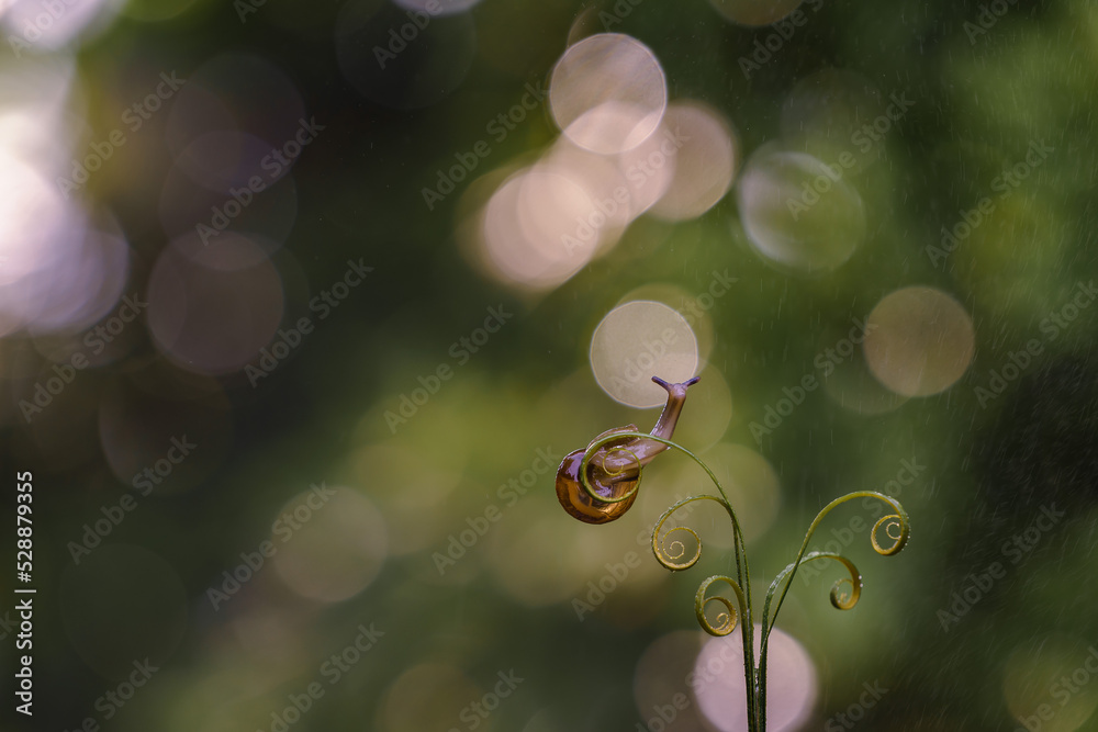 a small snail on a branch taken close-up (Macro) against a beautiful bokeh background