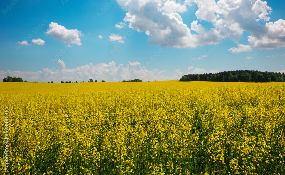 Beautiful landscape with field of yellow canola (Brassica napus L.) and blue cloudy sky