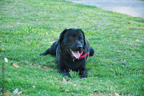 Perros de adopción sin raza
