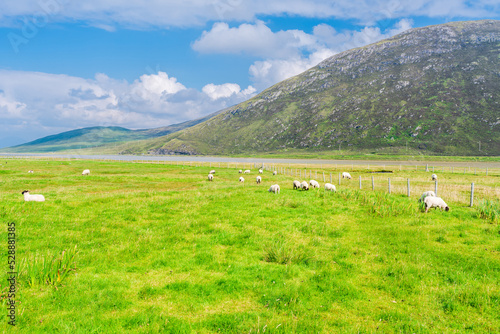 Rural Isle of Harrislandscape with sheep in the field, Scotland, UK